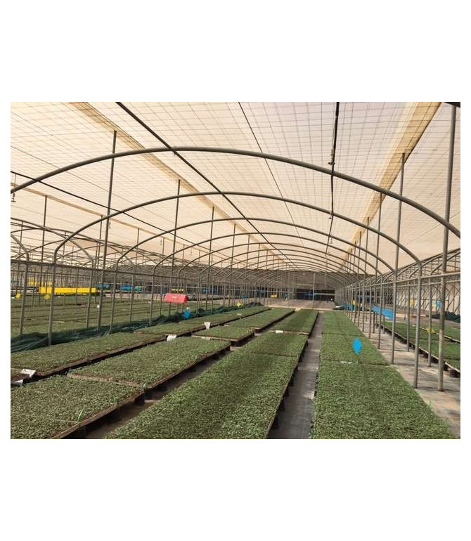 Filets Antitrips – 10x20 Blanc