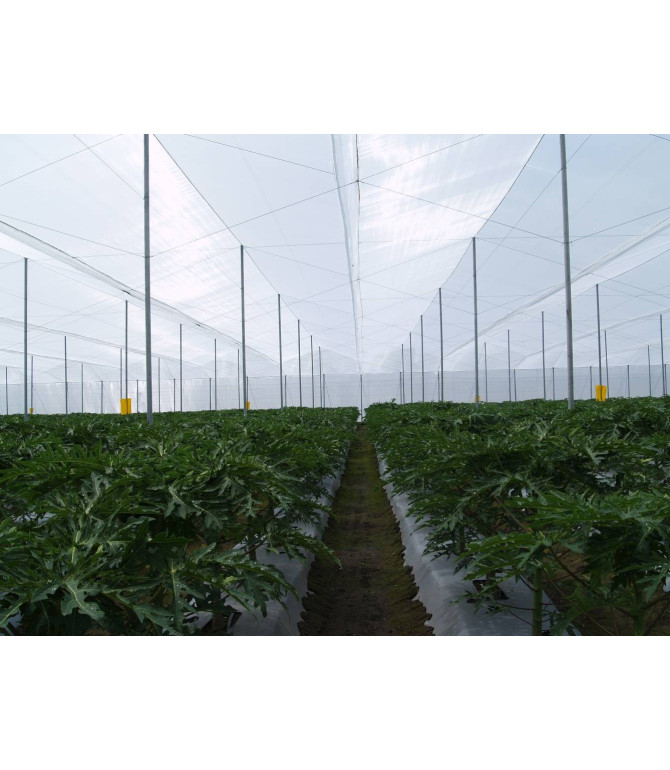 Filets Antitrips - 10x20 - Découpe Incolore